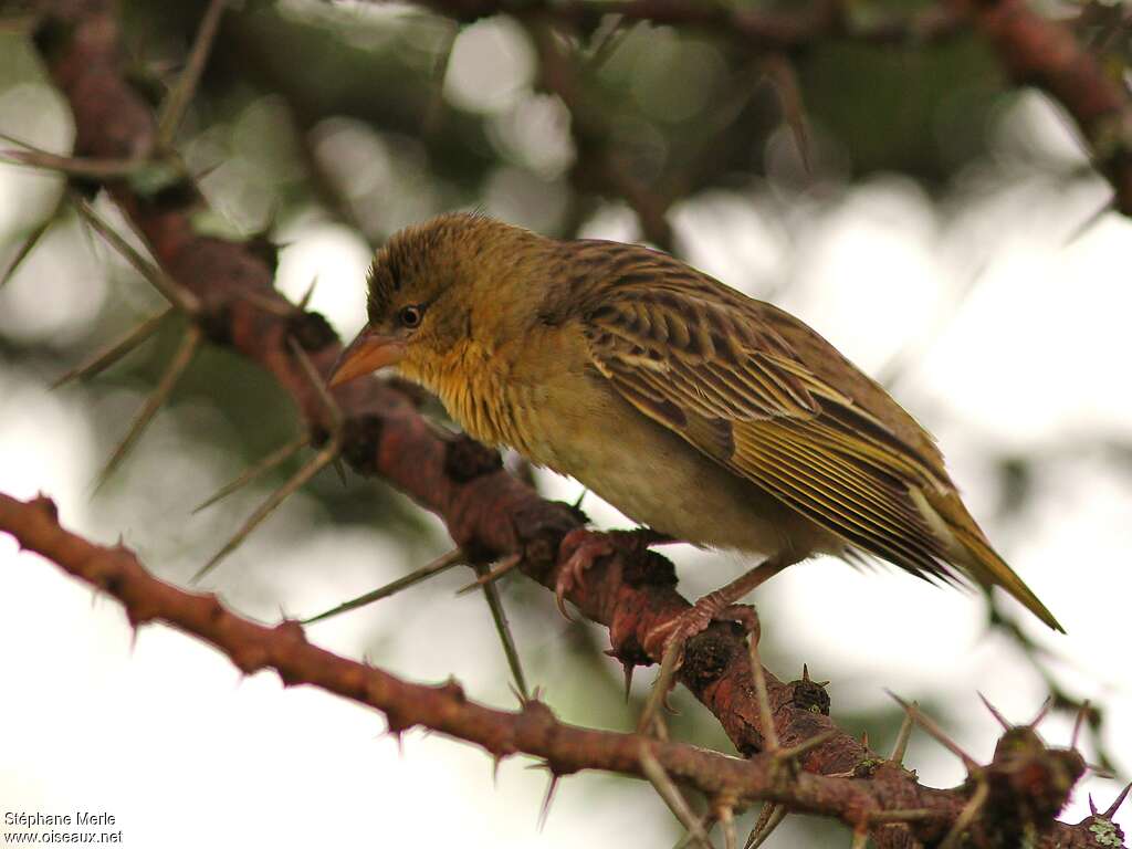 Speke's Weaver female, identification