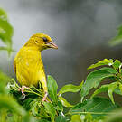 Tisserin jaune