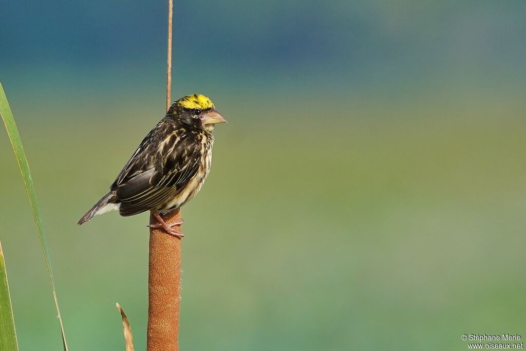 Streaked Weaver male adult breeding