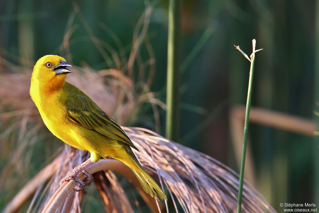 Holub's Golden Weaver male adult breeding, identification