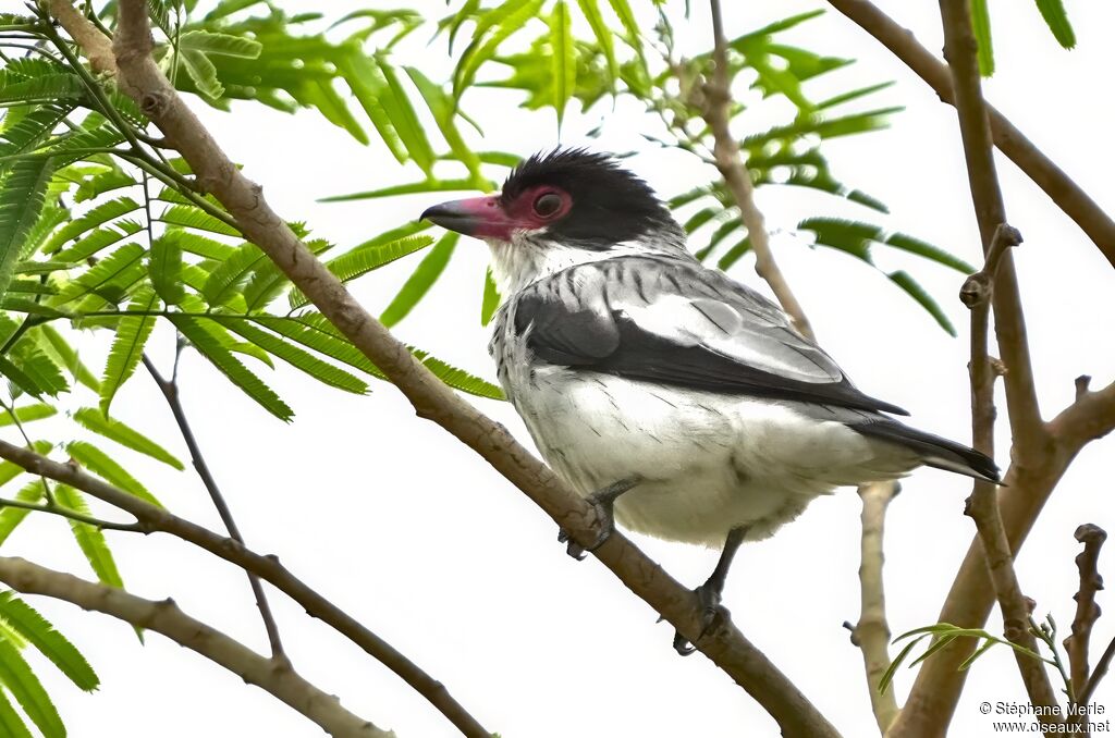 Masked Tityraadult