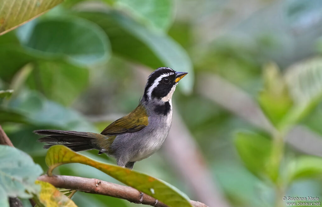 Half-collared Sparrowadult