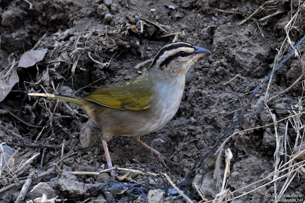 Black-striped Sparrowadult