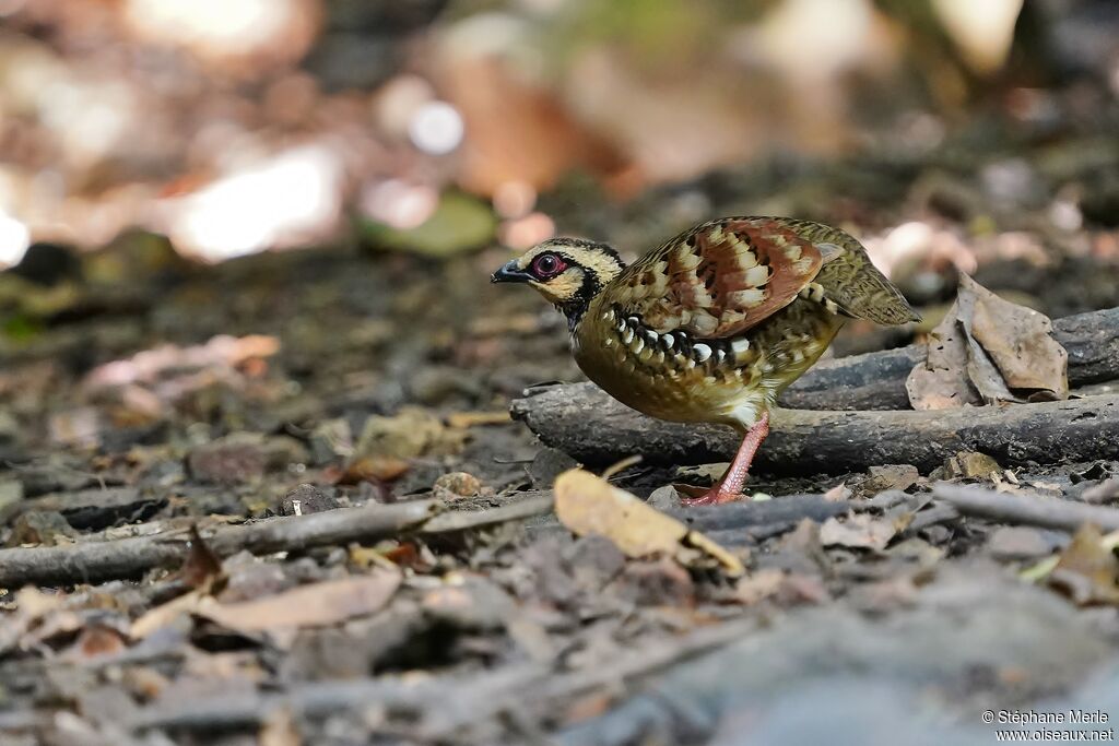 Bar-backed Partridgeadult