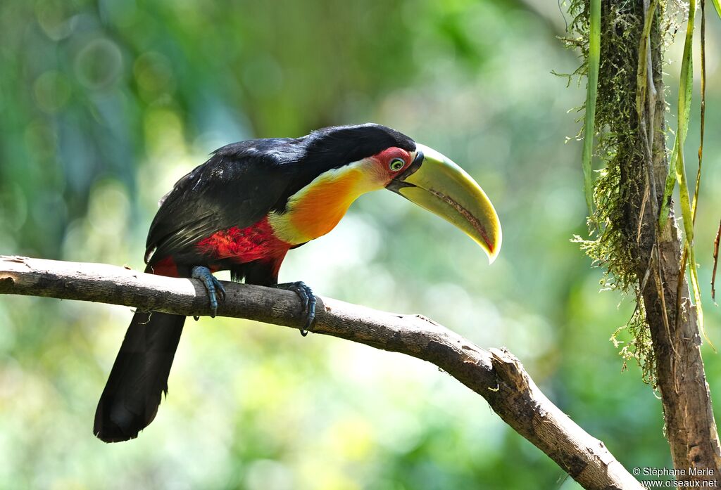 Red-breasted Toucanadult
