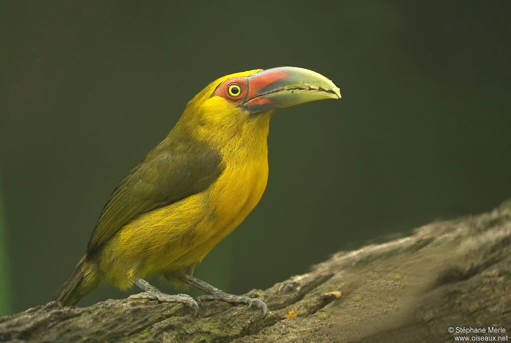 Toucan de Baillonadulte