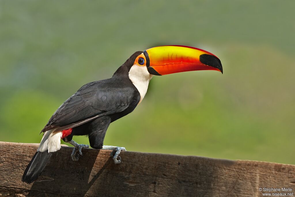 Toucan tocoadulte