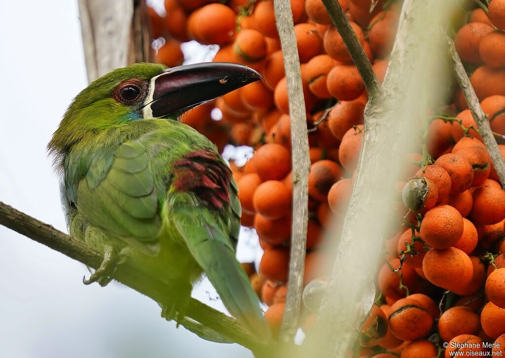 Toucanet à croupion rouge