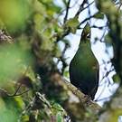 Touraco louri