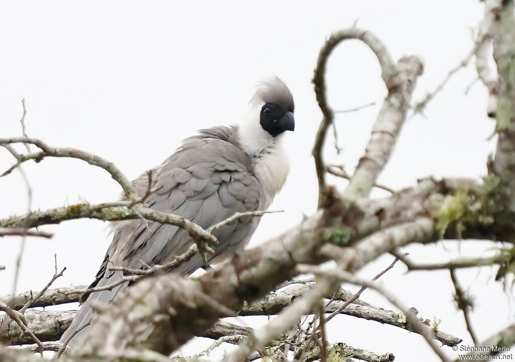Bare-faced Go-away-birdadult