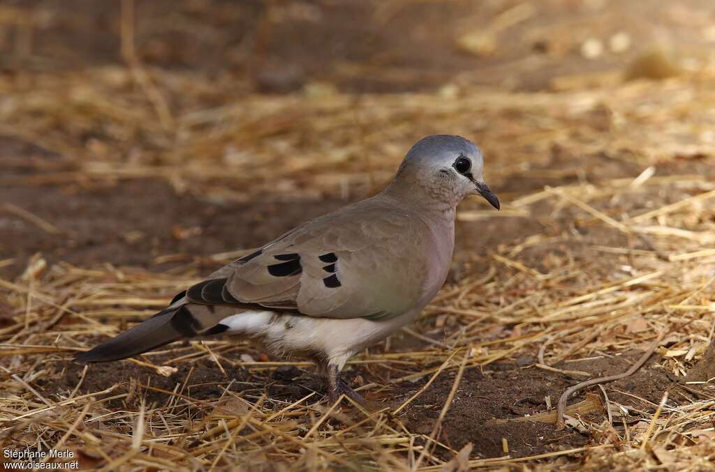 Tourtelette d'Abyssinieadulte, identification