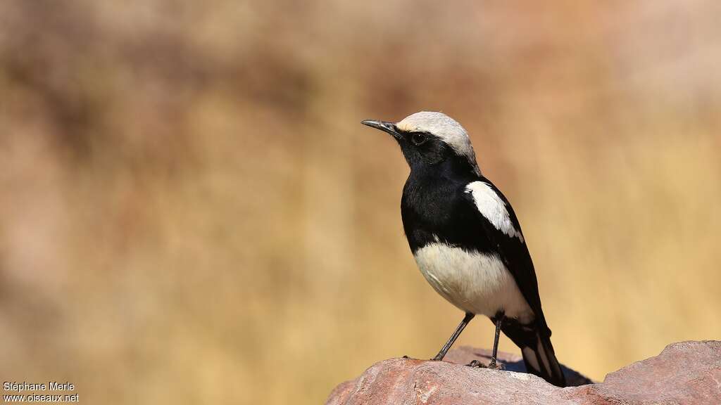 Mountain Chat male adult, identification