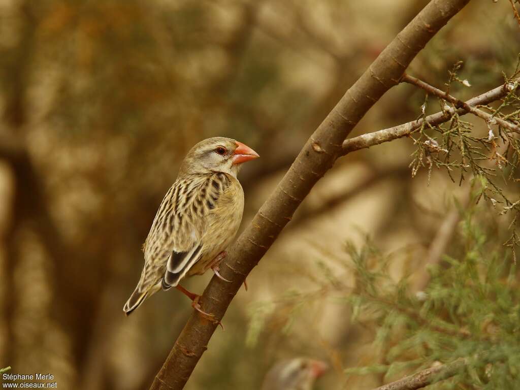 Red-billed Quelea male adult post breeding, identification