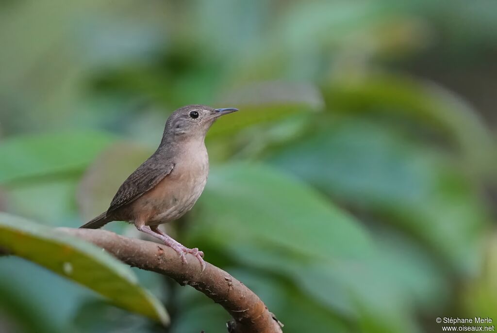 Troglodyte austral