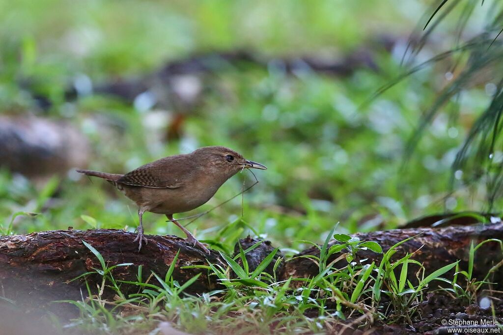 Southern House Wren