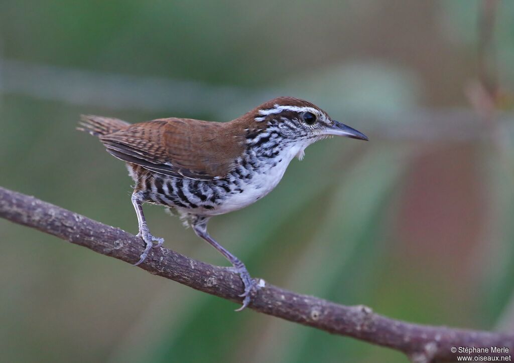 Banded Wren