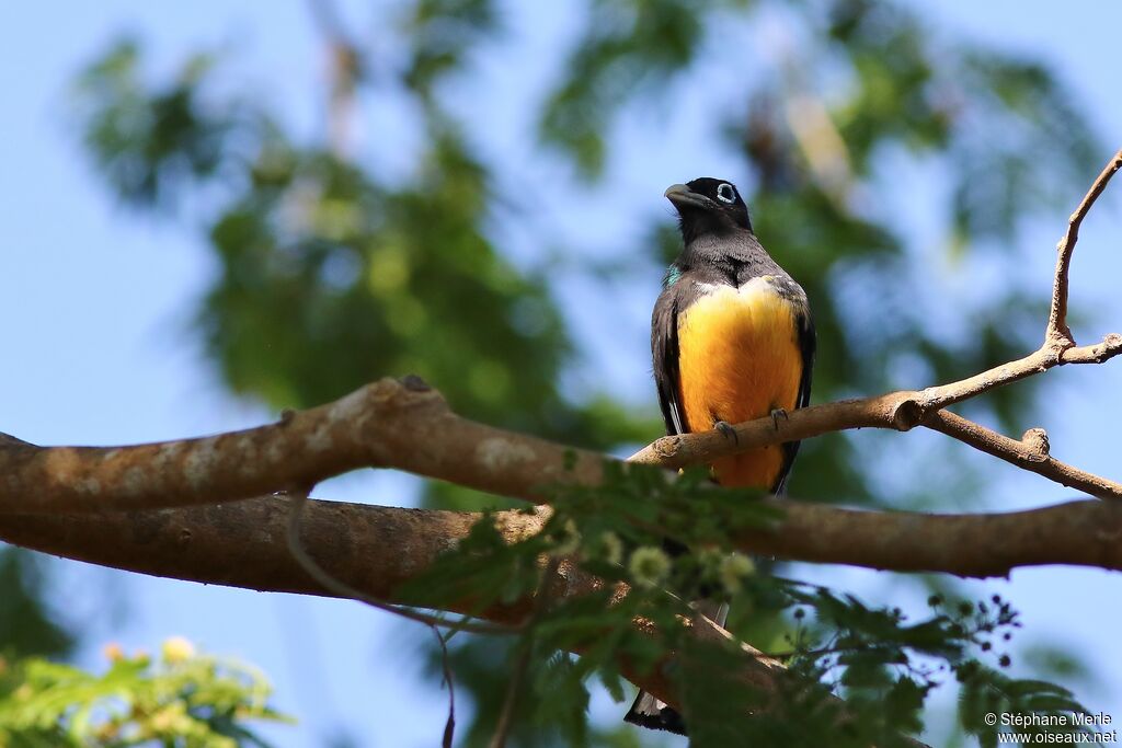 Trogon à tête noire mâle adulte