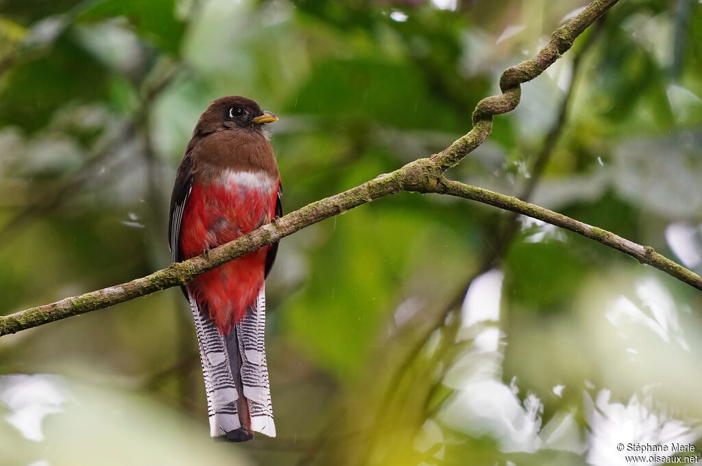 Trogon masqué femelle adulte