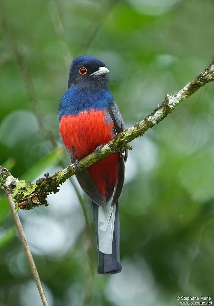 Surucua Trogon male adult