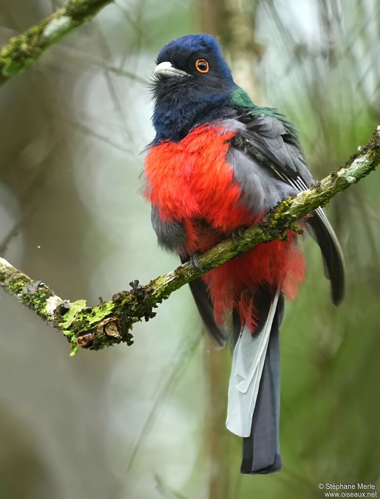 Trogon surucua mâle adulte