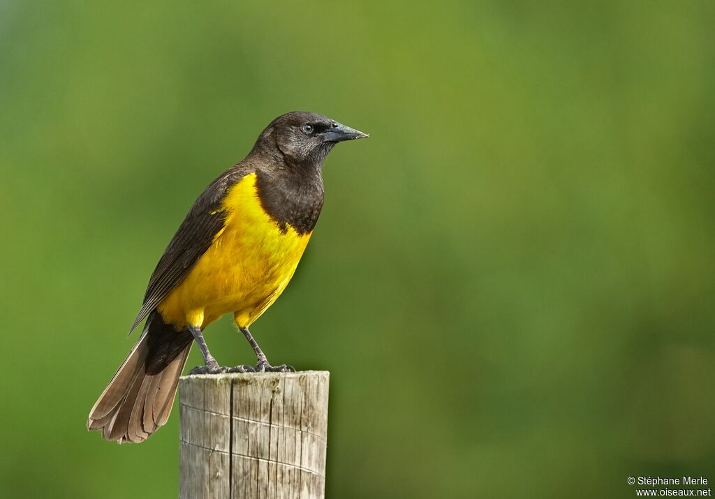 Yellow-rumped Marshbirdadult