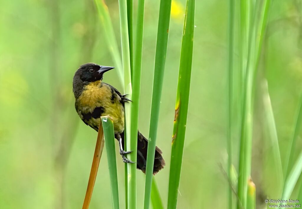 Yellow-rumped Marshbirdadult