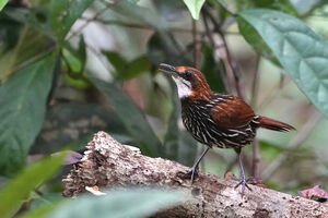 Turdinule de Palawan