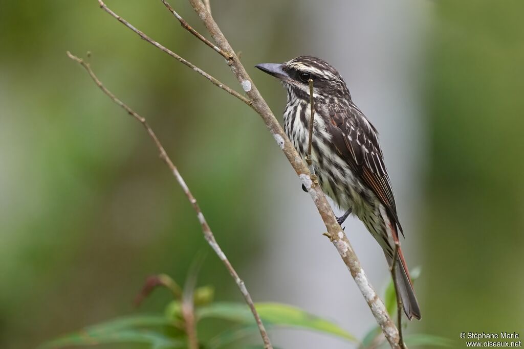 Streaked Flycatcheradult