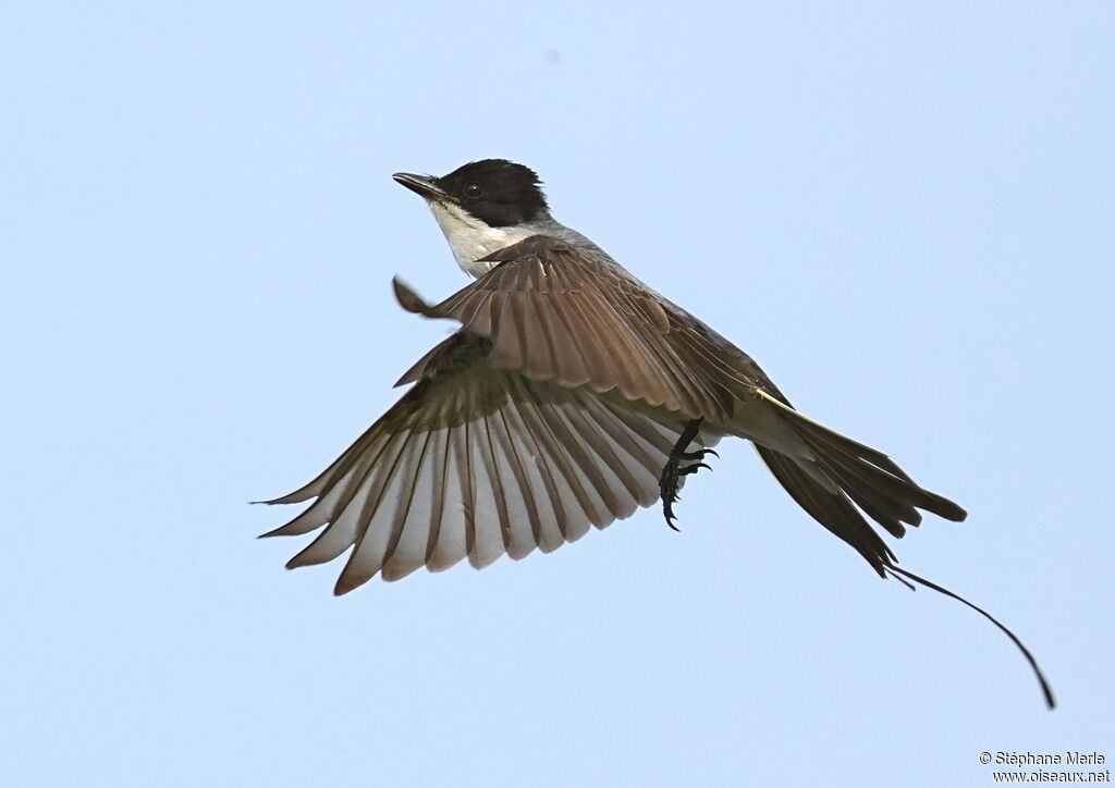 Fork-tailed Flycatcheradult
