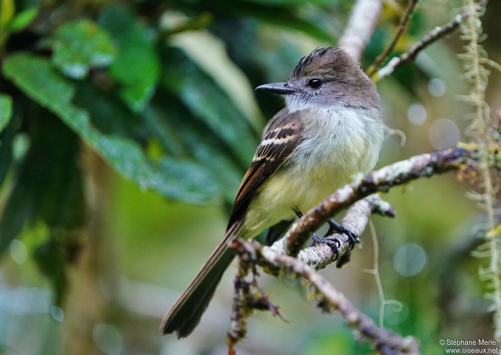 Pale-edged Flycatcher