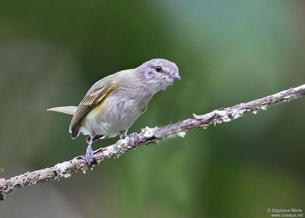 Planalto Tyrannuletadult