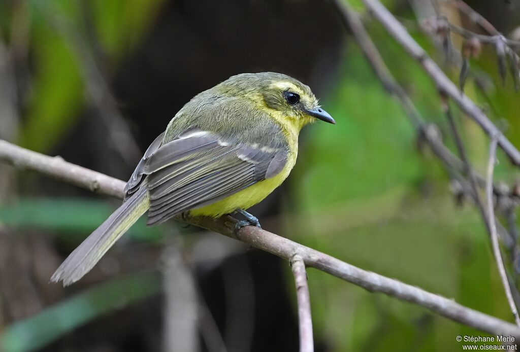 Yellow Tyrannuletadult