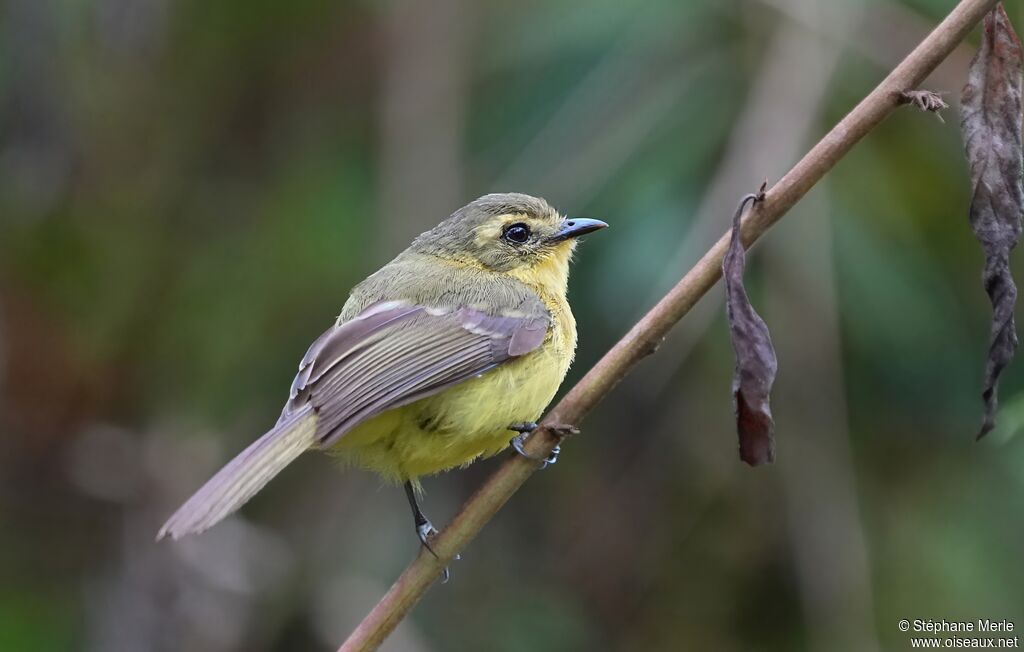 Yellow Tyrannuletadult