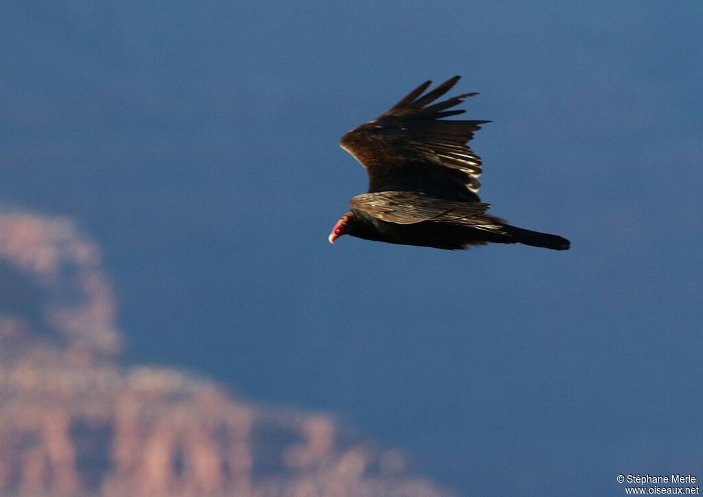 Turkey Vulture