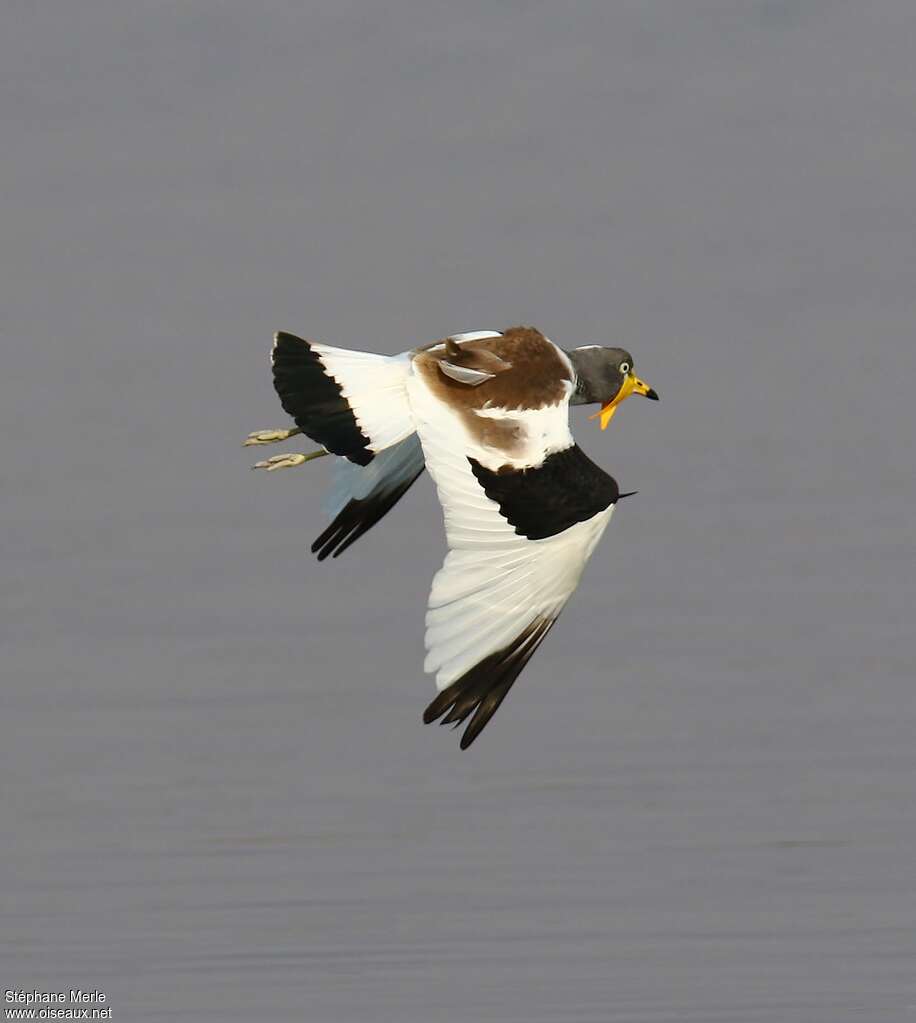 White-crowned Lapwingadult, Flight
