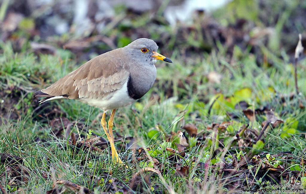 Grey-headed Lapwing