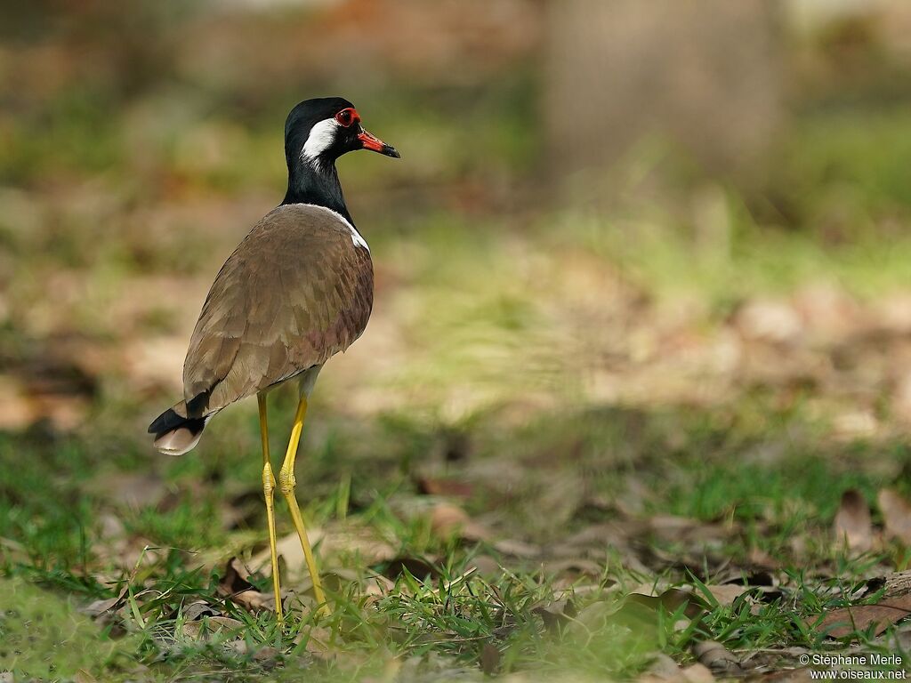 Red-wattled Lapwingadult