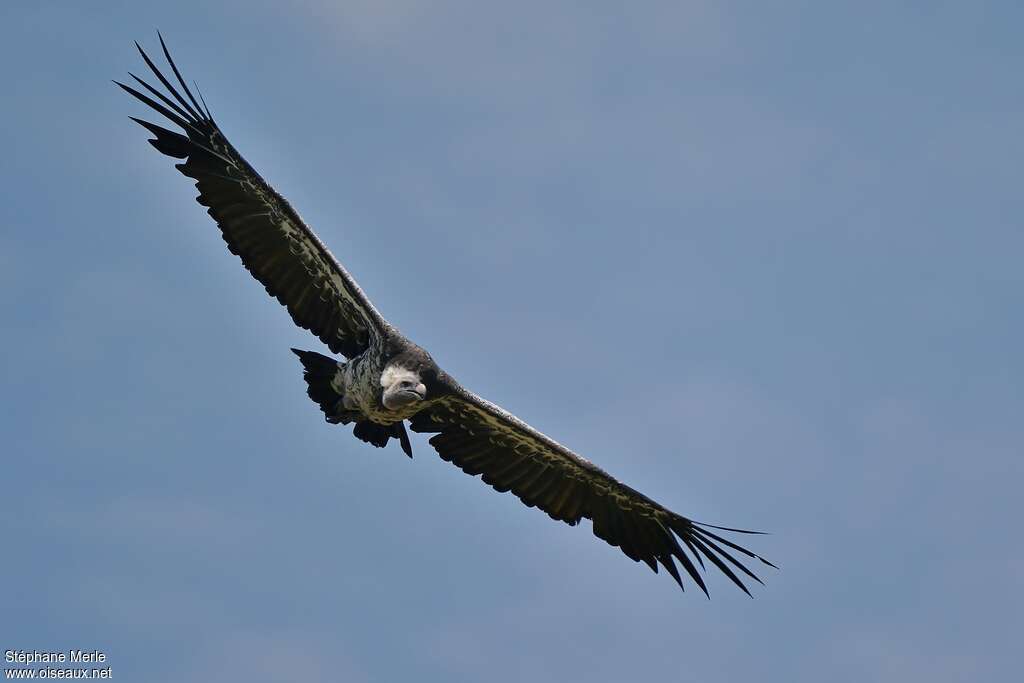 Rüppell's Vultureadult, Flight