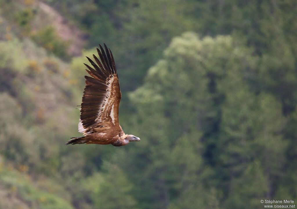 Vautour fauve