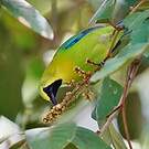 Verdin à ailes bleues