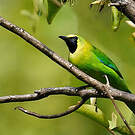 Verdin à ailes bleues