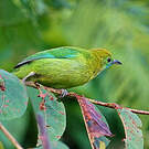 Verdin à ailes bleues