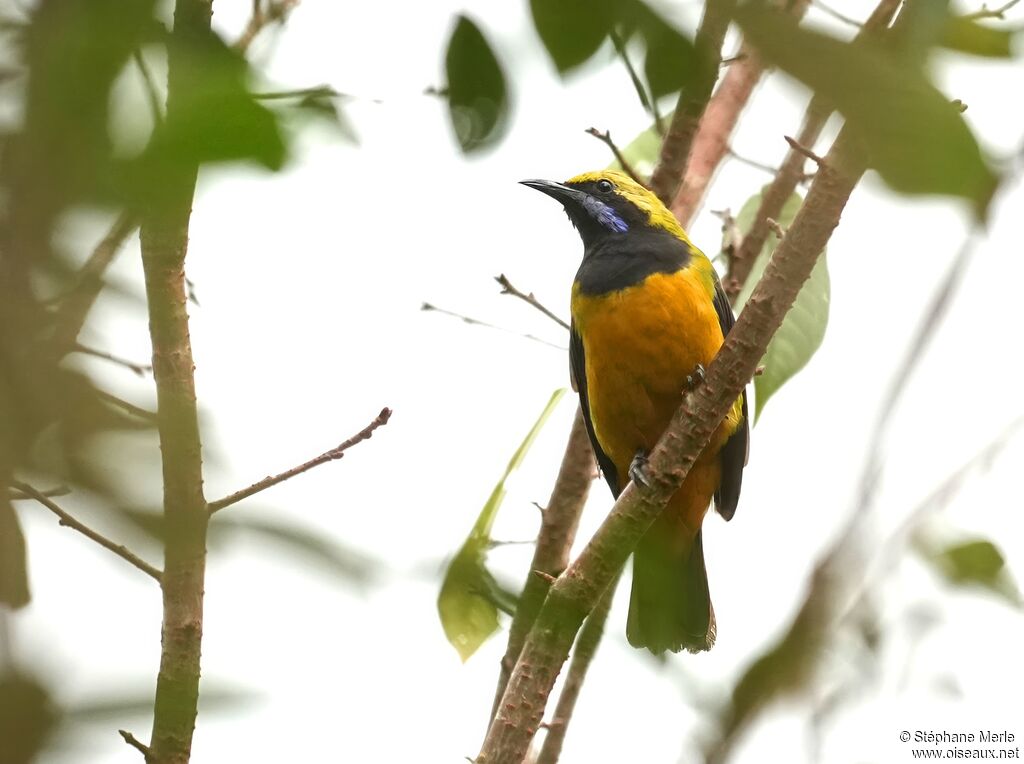 Verdin de Hardwick mâle adulte