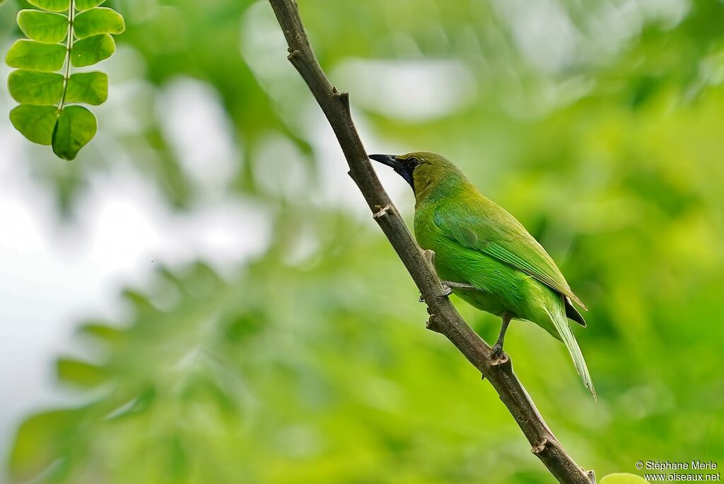 Verdin de Jerdon