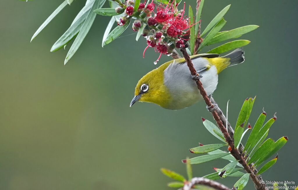 Zostérops de Swinhoeadulte