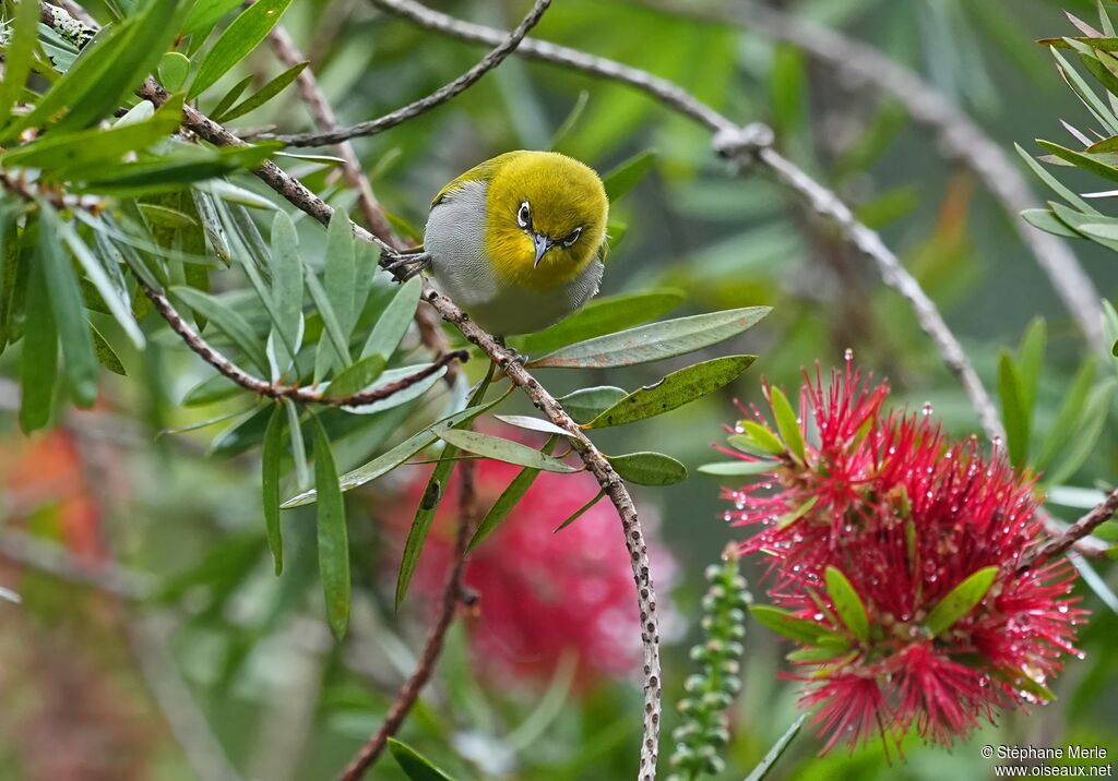 Zostérops de Swinhoe