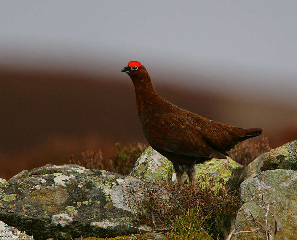Red Grouse male adult breeding