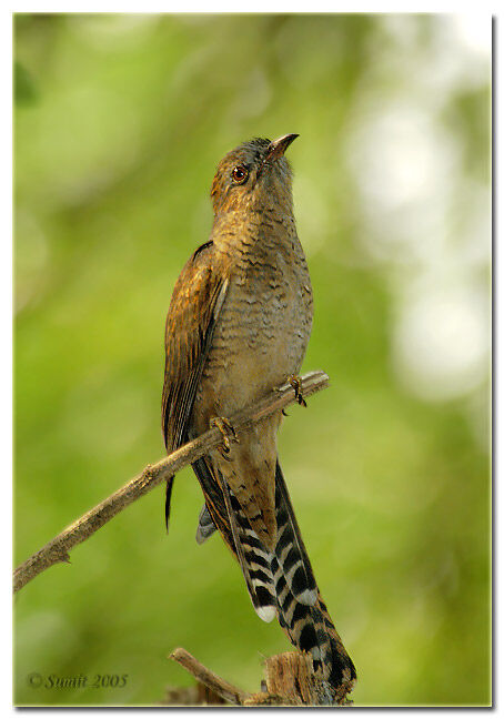 Plaintive Cuckoo