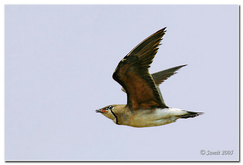 Oriental Pratincole