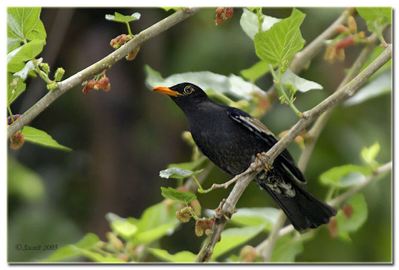 Grey-winged Blackbird